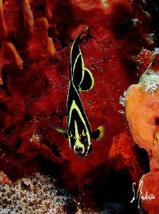 I enjoy watching these juv. Angelfish flutter back and fo... by Steven Anderson 